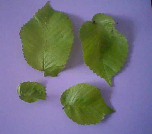 leaves