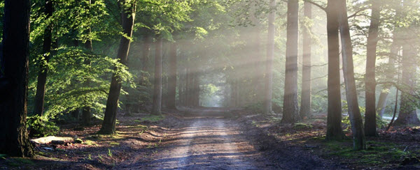 light beams forest